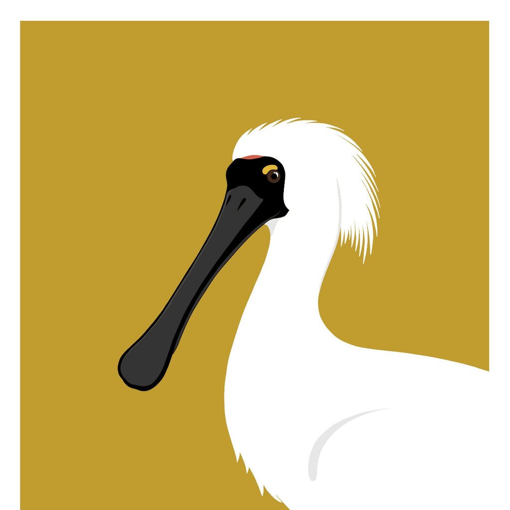 Spoonbill Fine Art Print