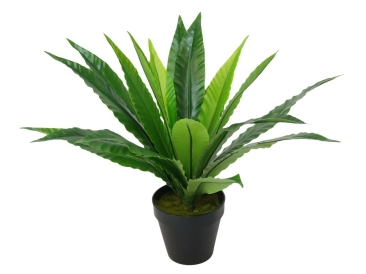 50CM BIRD'S-NEST FERN WITH BLACK PLASTIC POT