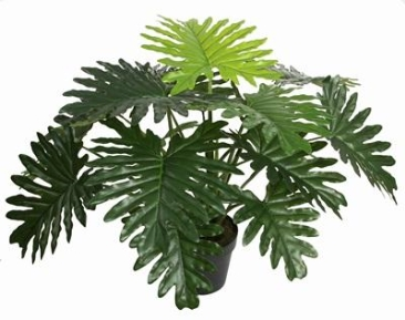 60CM PHILODENDRON With POT