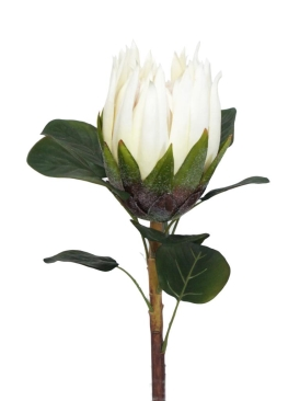 62CM CREAM PROTEA