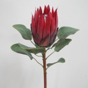 68CM RED PROTEA
