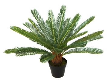 70CM CYCUS WITH BLACK PLASTIC POT